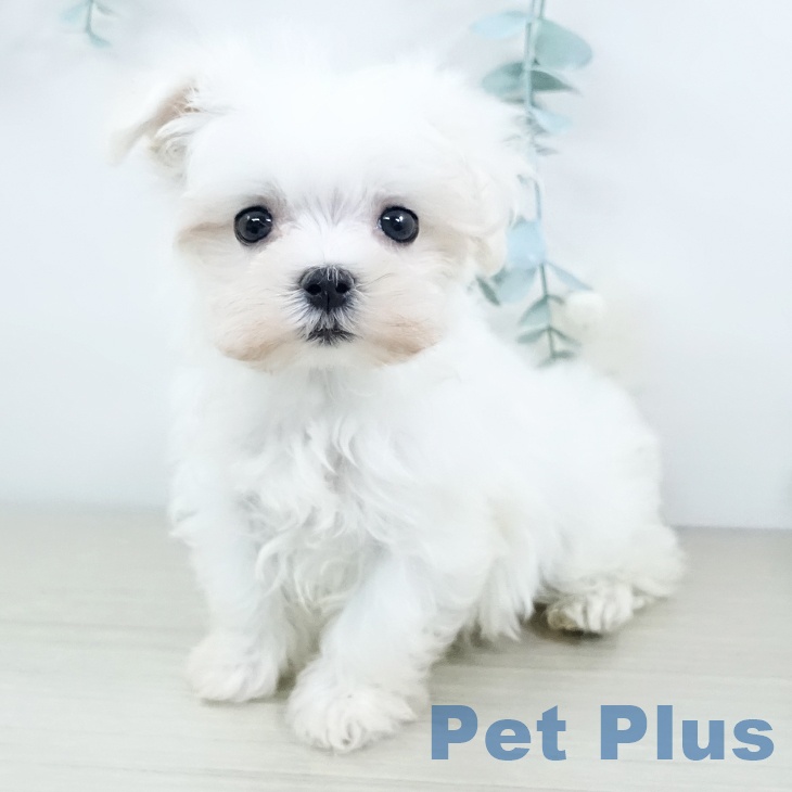 埼玉県のマルチーズ (ペッツワン 新座店/2025年11月20日生まれ/女の子/ホワイト)の子犬の1枚目の画像