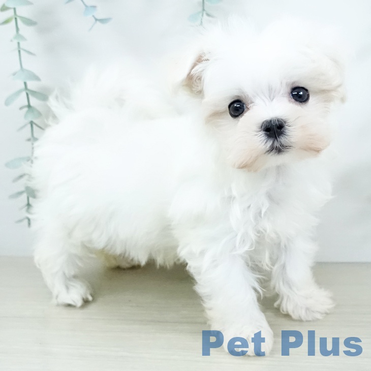 埼玉県のマルチーズ (ペッツワン 新座店/2025年11月20日生まれ/女の子/ホワイト)の子犬の2枚目の画像