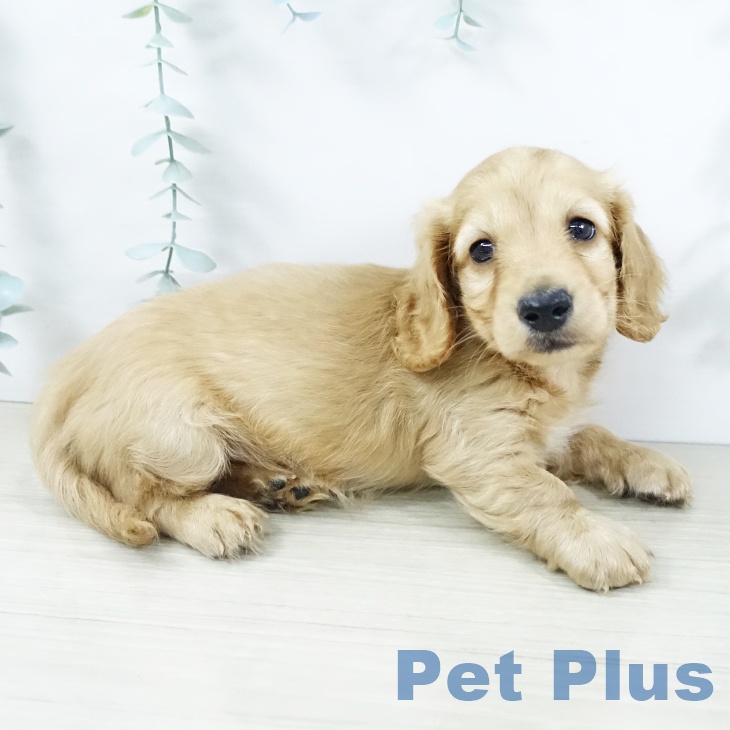 埼玉県のカニンヘンダックスフンド(ロング) (ペットプラス コクーンシティ店/2025年11月21日生まれ/男の子/ゴールド)の子犬の1枚目の画像