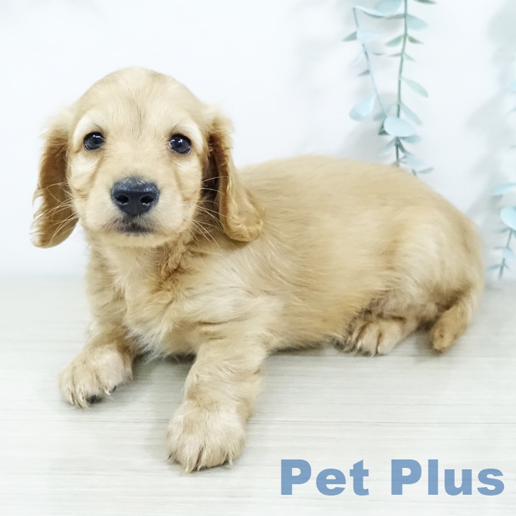 埼玉県のカニンヘンダックスフンド(ロング) (ペットプラス コクーンシティ店/2025年11月21日生まれ/男の子/ゴールド)の子犬の2枚目の画像