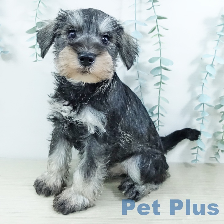 埼玉県のミニチュアシュナウザー (ペットプラス 浦和美園店/2025年11月20日生まれ/男の子/ソルトペッパー)の子犬の1枚目の画像