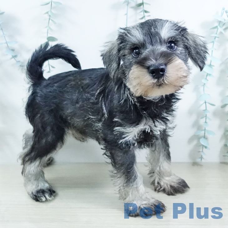埼玉県のミニチュアシュナウザー (ペットプラス 浦和美園店/2025年11月20日生まれ/男の子/ソルトペッパー)の子犬の2枚目の画像