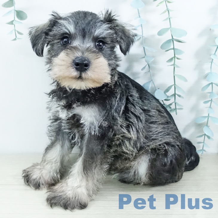 神奈川県のミニチュアシュナウザー (ペットプラス ゆめが丘ソラトス店/2025年11月20日生まれ/男の子/ソルトペッパー)の子犬の1枚目の画像