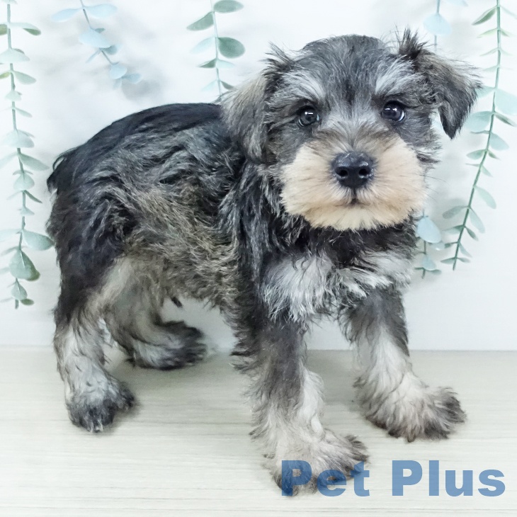 神奈川県のミニチュアシュナウザー (ペットプラス ゆめが丘ソラトス店/2025年11月20日生まれ/男の子/ソルトペッパー)の子犬の2枚目の画像