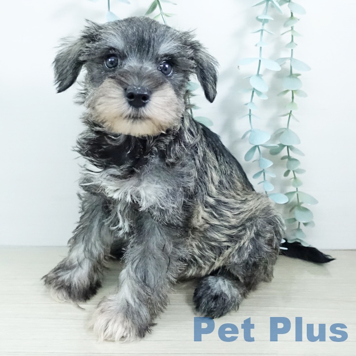 埼玉県のミニチュアシュナウザー (ペットプラス ららぽーと富士見店/2025年11月20日生まれ/女の子/ソルトペッパー)の子犬の1枚目の画像