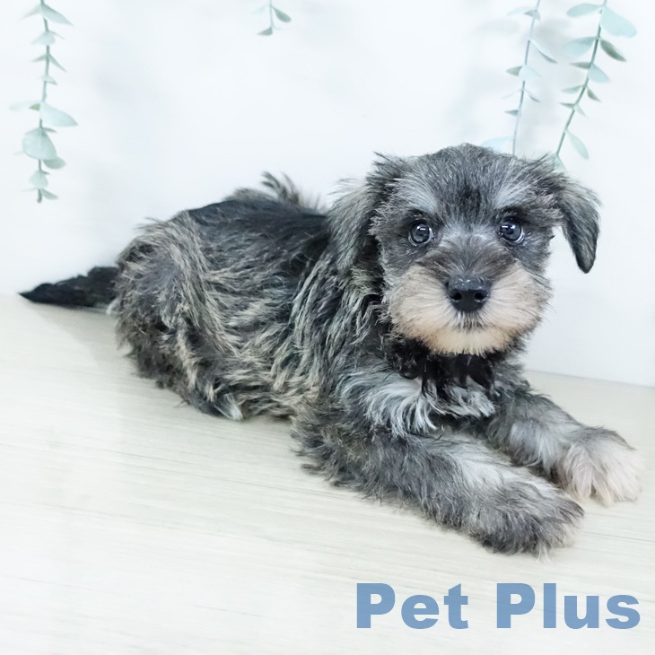 埼玉県のミニチュアシュナウザー (ペットプラス ららぽーと富士見店/2025年11月20日生まれ/女の子/ソルトペッパー)の子犬の2枚目の画像