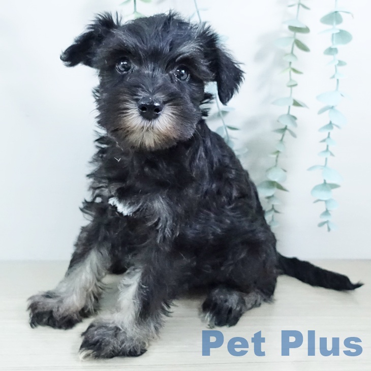 茨城県のミニチュアシュナウザー (ペットプラス つくば店/2025年11月20日生まれ/女の子/ブラックシルバー)の子犬の1枚目の画像