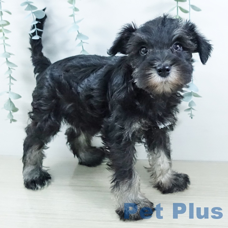 茨城県のミニチュアシュナウザー (ペットプラス つくば店/2025年11月20日生まれ/女の子/ブラックシルバー)の子犬の2枚目の画像