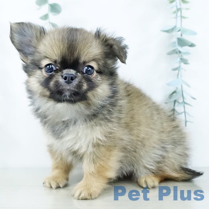 埼玉県のチワワ(ロング) (ペットプラス ららぽーと新三郷店/2025年11月22日生まれ/男の子/フォーンセーブルホワイト)の子犬の1枚目の画像