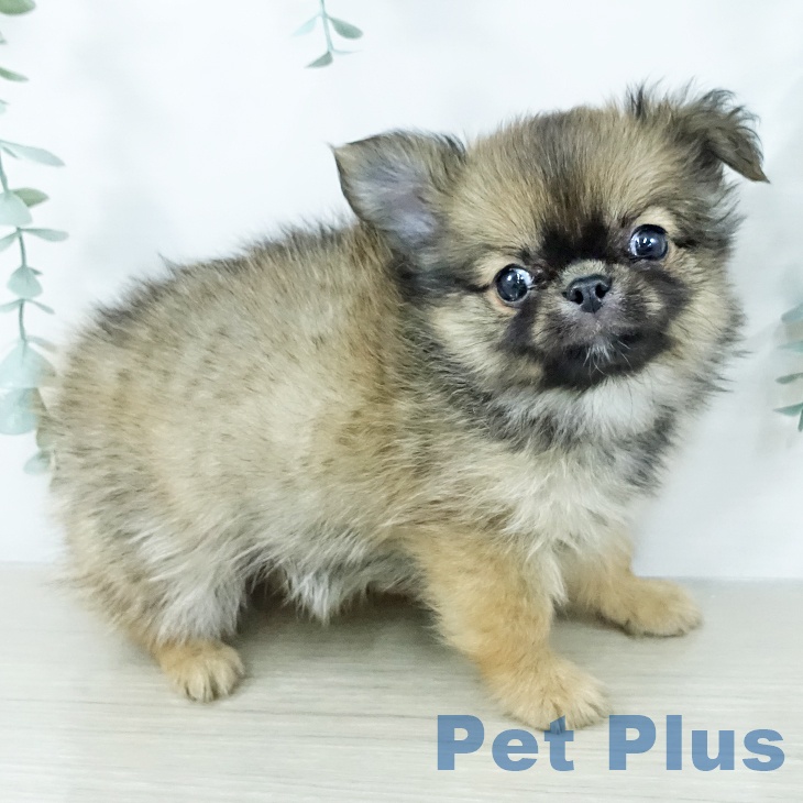 埼玉県のチワワ(ロング) (ペットプラス ららぽーと新三郷店/2025年11月22日生まれ/男の子/フォーンセーブルホワイト)の子犬の2枚目の画像