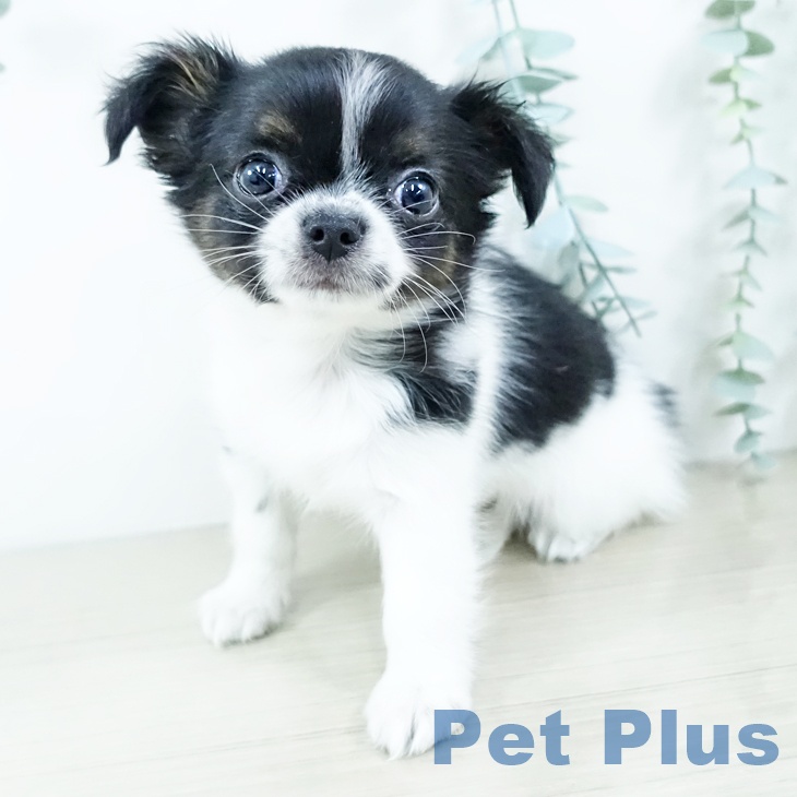 埼玉県のチワワ(ロング) (ペットプラス クレアモール川越店/2025年11月22日生まれ/女の子/ホワイトブラックタン)の子犬の1枚目の画像