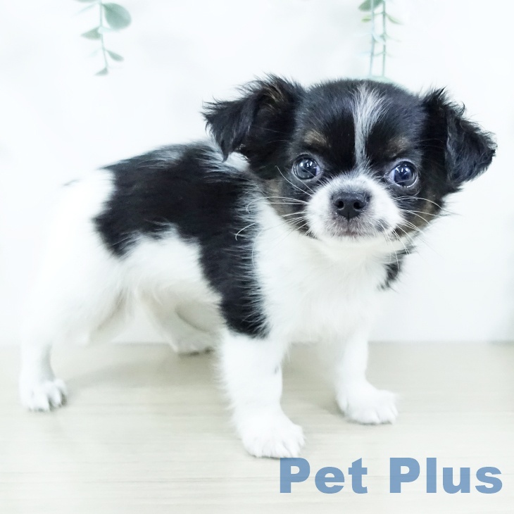 埼玉県のチワワ(ロング) (ペットプラス クレアモール川越店/2025年11月22日生まれ/女の子/ホワイトブラックタン)の子犬の2枚目の画像