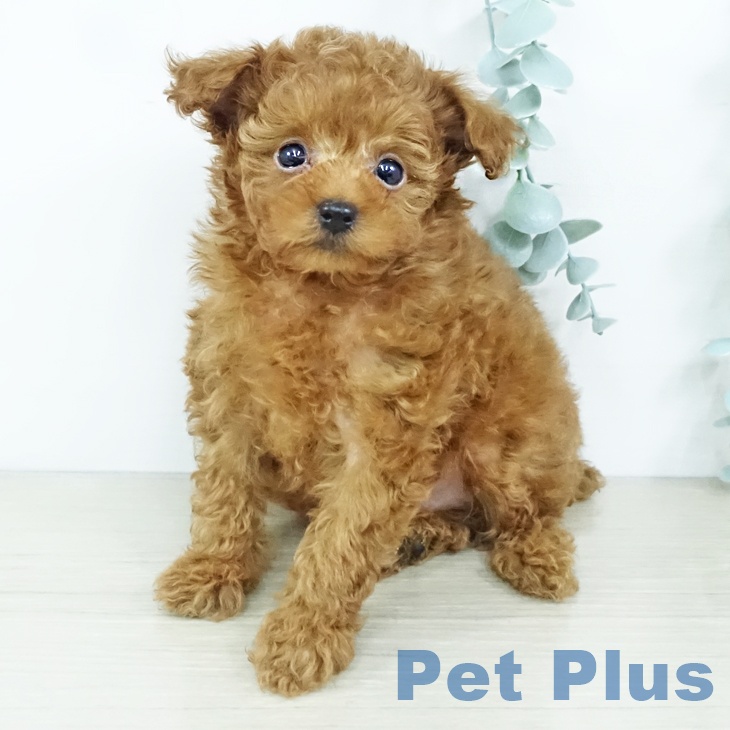 神奈川県のトイプードル(トイ) (ペットプラス ゆめが丘ソラトス店/2025年11月20日生まれ/男の子/レッド)の子犬の1枚目の画像