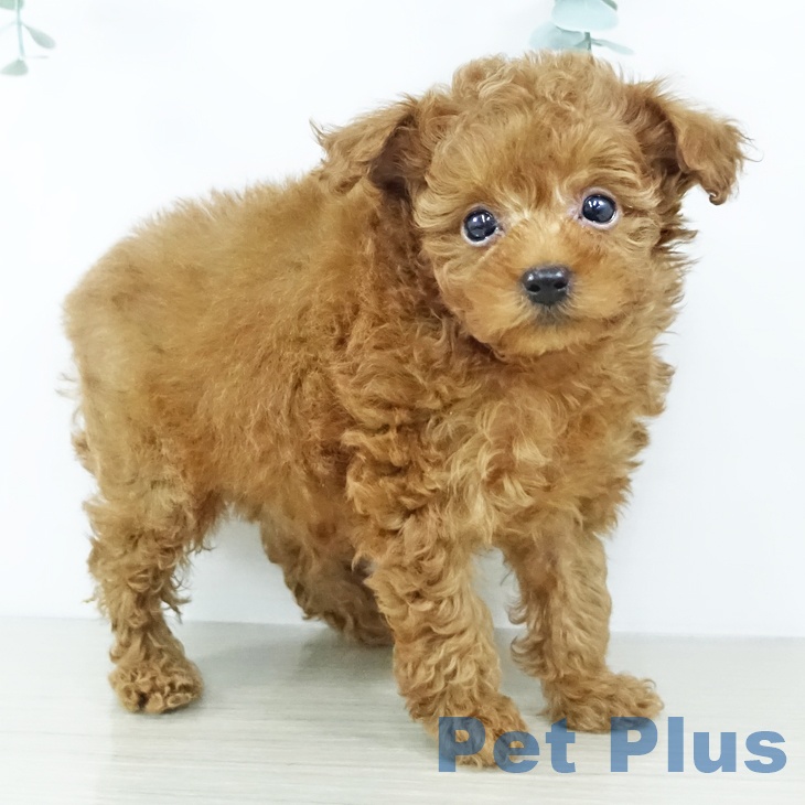 神奈川県のトイプードル(トイ) (ペットプラス ゆめが丘ソラトス店/2025年11月20日生まれ/男の子/レッド)の子犬の2枚目の画像