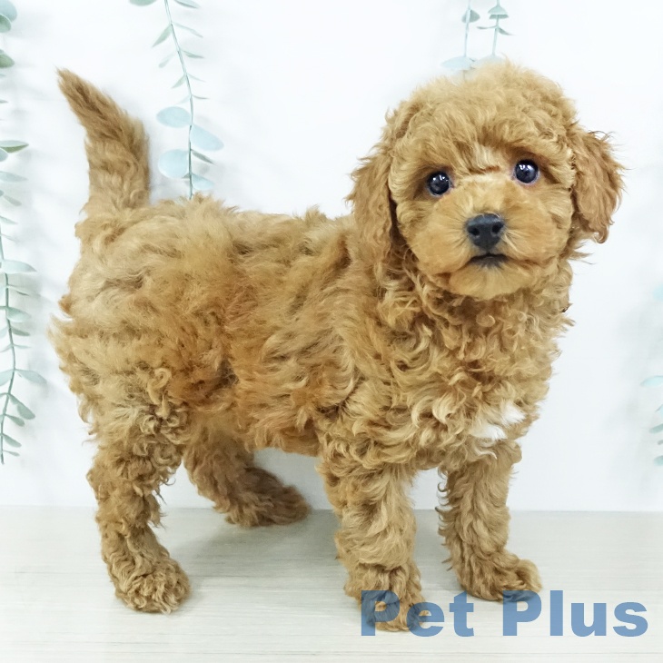 埼玉県のトイプードル(トイ) (ペッツワン 新座店/2025年11月20日生まれ/女の子/レッド)の子犬の1枚目の画像