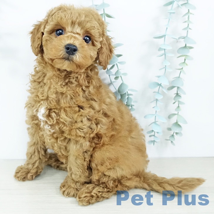 埼玉県のトイプードル(トイ) (ペッツワン 新座店/2025年11月20日生まれ/女の子/レッド)の子犬の2枚目の画像