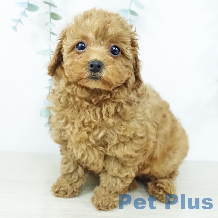 神奈川県のトイプードル(トイ) (ペットプラス 海老名店/2025年11月20日生まれ/女の子/レッド)の子犬の1枚目の画像