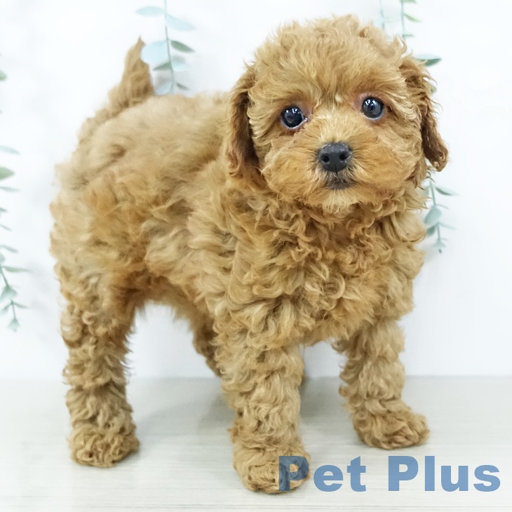 神奈川県のトイプードル(トイ) (ペットプラス 海老名店/2025年11月20日生まれ/女の子/レッド)の子犬の2枚目の画像