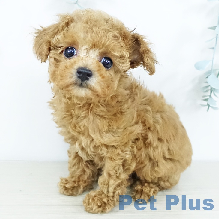 東京都のトイプードル(トイ) (ペットプラス アクアシティお台場店/2025年11月22日生まれ/女の子/アプリコット)の子犬の2枚目の画像