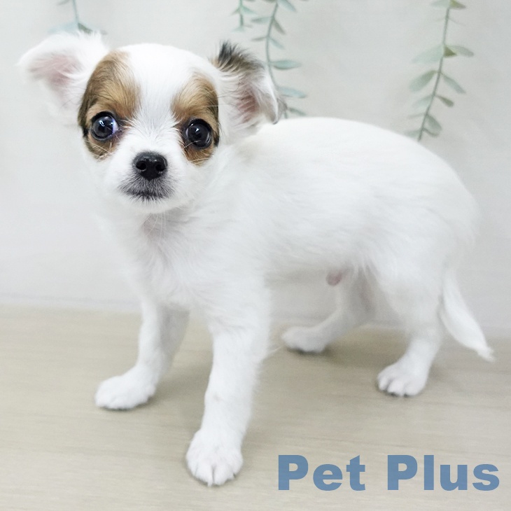 埼玉県のチワワ(ロング) (ペットプラス ピオニウォーク東松山店/2025年11月22日生まれ/男の子/ホワイトレッド)の子犬の1枚目の画像