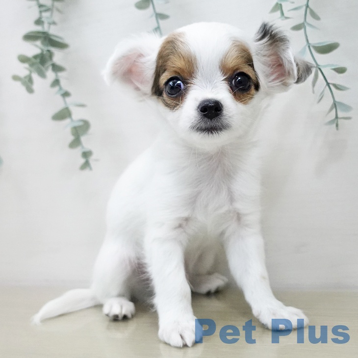 埼玉県のチワワ(ロング) (ペットプラス ピオニウォーク東松山店/2025年11月22日生まれ/男の子/ホワイトレッド)の子犬の2枚目の画像