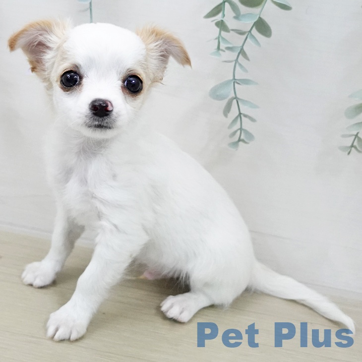 埼玉県のチワワ(ロング) (ペットプラス 上尾店/2025年11月22日生まれ/男の子/ホワイトクリーム)の子犬の1枚目の画像