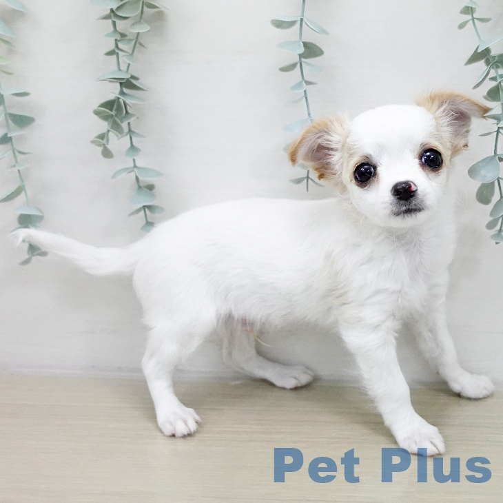 埼玉県のチワワ(ロング) (ペットプラス 上尾店/2025年11月22日生まれ/男の子/ホワイトクリーム)の子犬の2枚目の画像