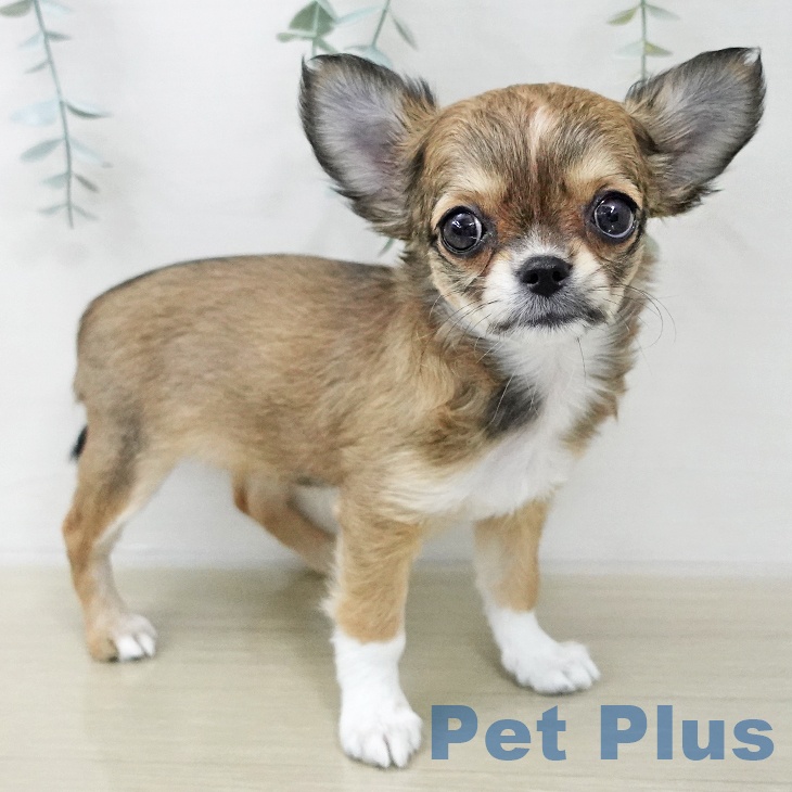 山梨県のチワワ(ロング) (ペットプラス 甲府昭和店/2025年11月22日生まれ/女の子/レッドホワイト)の子犬の1枚目の画像