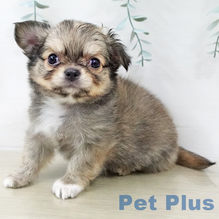 埼玉県のチワワ(ロング) (ペットプラス 浦和美園店/2025年11月22日生まれ/男の子/フォーンホワイト)の子犬の1枚目の画像