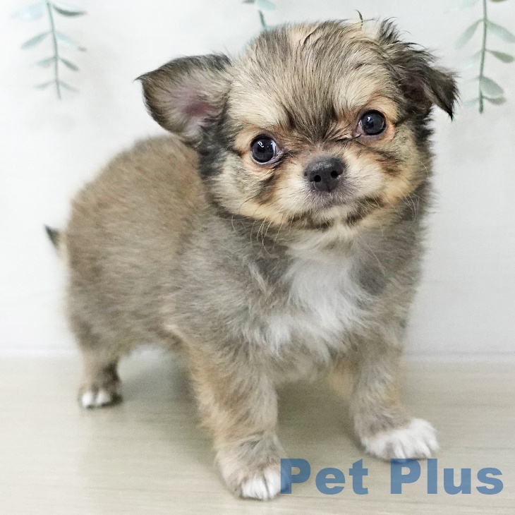 埼玉県のチワワ(ロング) (ペットプラス 浦和美園店/2025年11月22日生まれ/男の子/フォーンホワイト)の子犬の2枚目の画像