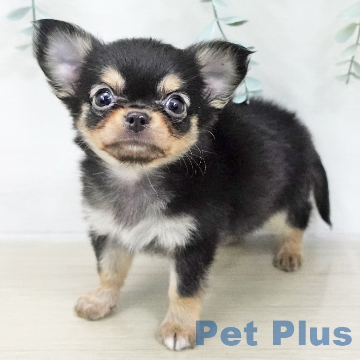 埼玉県のチワワ(ロング) (ペットプラス 川口店/2025年11月22日生まれ/男の子/ブラックタンホワイト)の子犬の1枚目の画像