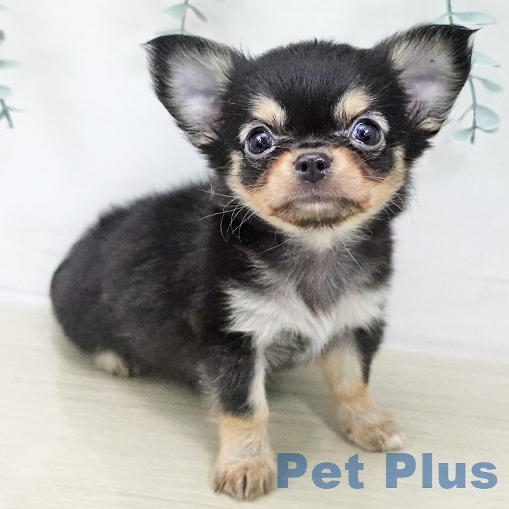 埼玉県のチワワ(ロング) (ペットプラス 川口店/2025年11月22日生まれ/男の子/ブラックタンホワイト)の子犬の2枚目の画像