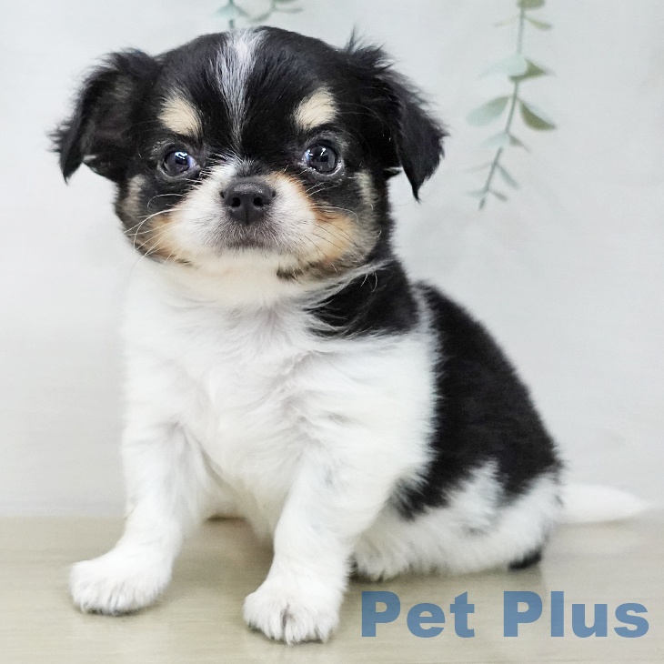 茨城県のチワワ(ロング) (ペットプラス つくば店/2025年11月22日生まれ/男の子/ブラックタンホワイト)の子犬の1枚目の画像