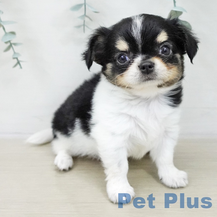 茨城県のチワワ(ロング) (ペットプラス つくば店/2025年11月22日生まれ/男の子/ブラックタンホワイト)の子犬の2枚目の画像