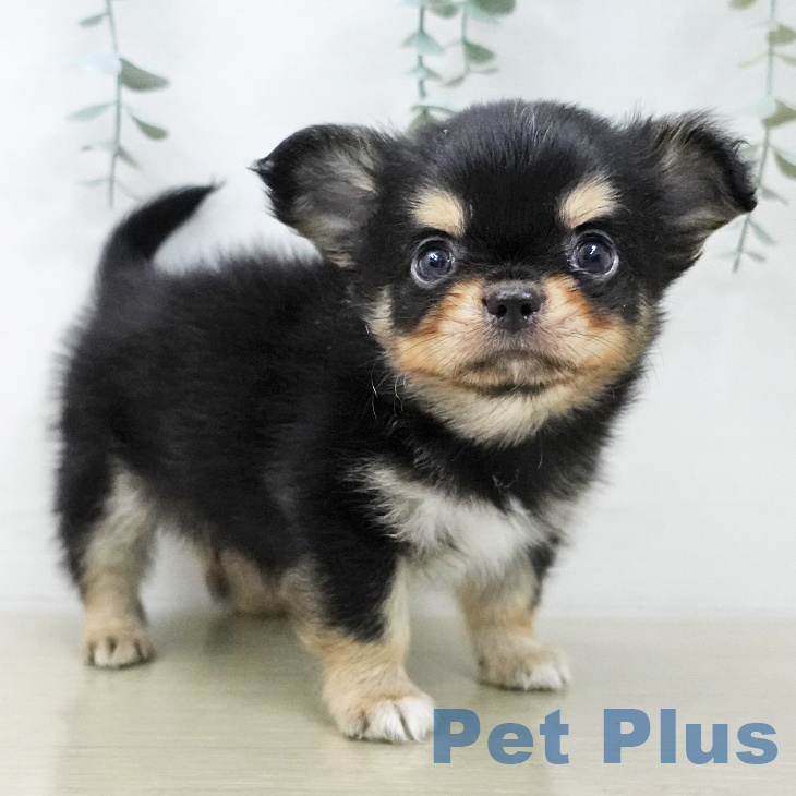 茨城県のチワワ(ロング) (ペットプラス つくば店/2025年11月22日生まれ/男の子/ブラックタンホワイト)の子犬の1枚目の画像