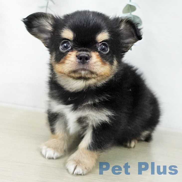 茨城県のチワワ(ロング) (ペットプラス つくば店/2025年11月22日生まれ/男の子/ブラックタンホワイト)の子犬の2枚目の画像
