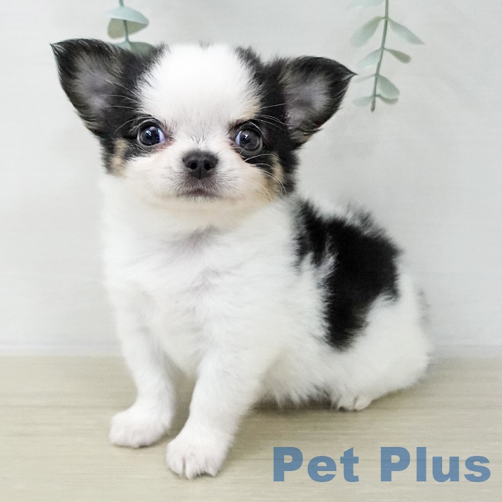 埼玉県のチワワ(ロング) (ペットプラス ららぽーと富士見店/2025年11月22日生まれ/男の子/ホワイトブラック)の子犬の1枚目の画像