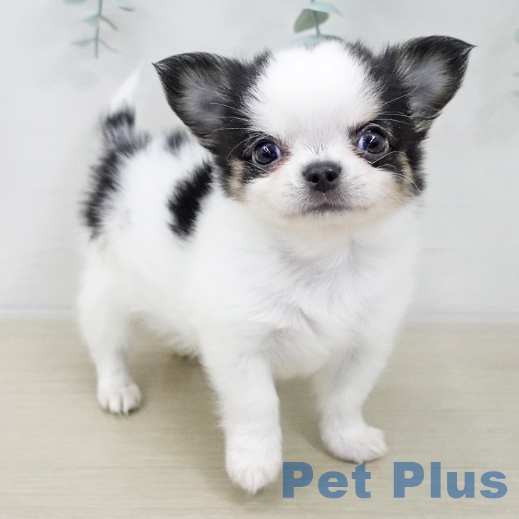 埼玉県のチワワ(ロング) (ペットプラス ららぽーと富士見店/2025年11月22日生まれ/男の子/ホワイトブラック)の子犬の2枚目の画像