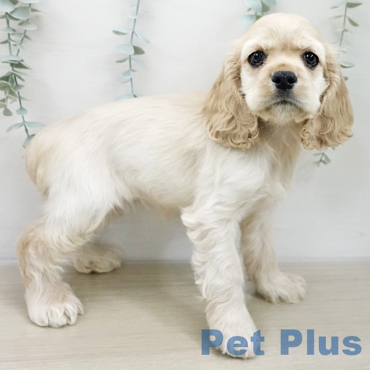 山梨県のアメリカンコッカースパニエル (ペットプラス 甲府国母店/2025年11月22日生まれ/女の子/バフ)の子犬の1枚目の画像