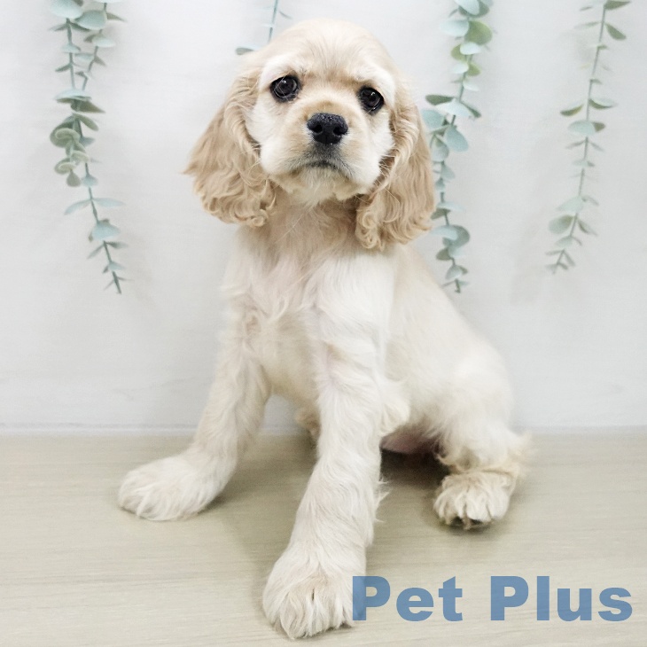 山梨県のアメリカンコッカースパニエル (ペットプラス 甲府国母店/2025年11月22日生まれ/女の子/バフ)の子犬の2枚目の画像