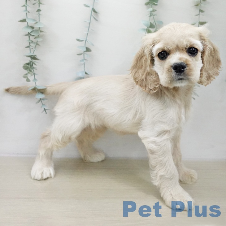 千葉県のアメリカンコッカースパニエル (ペッツワン 千葉ニュータウン店/2025年11月22日生まれ/女の子/バフ)の子犬の1枚目の画像