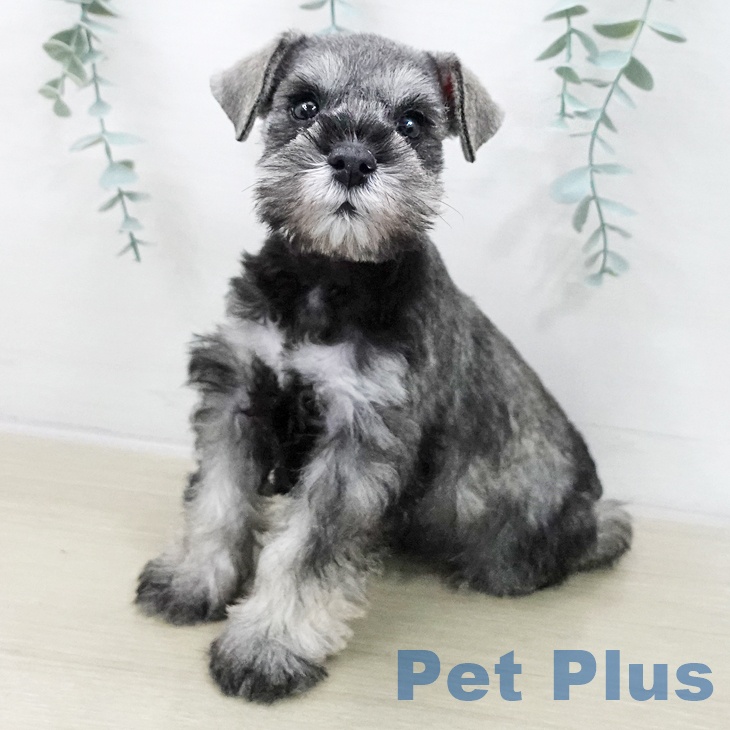 宮城県のミニチュアシュナウザー (ペットプラス 名取店/2025年11月12日生まれ/男の子/ソルトペッパー)の子犬