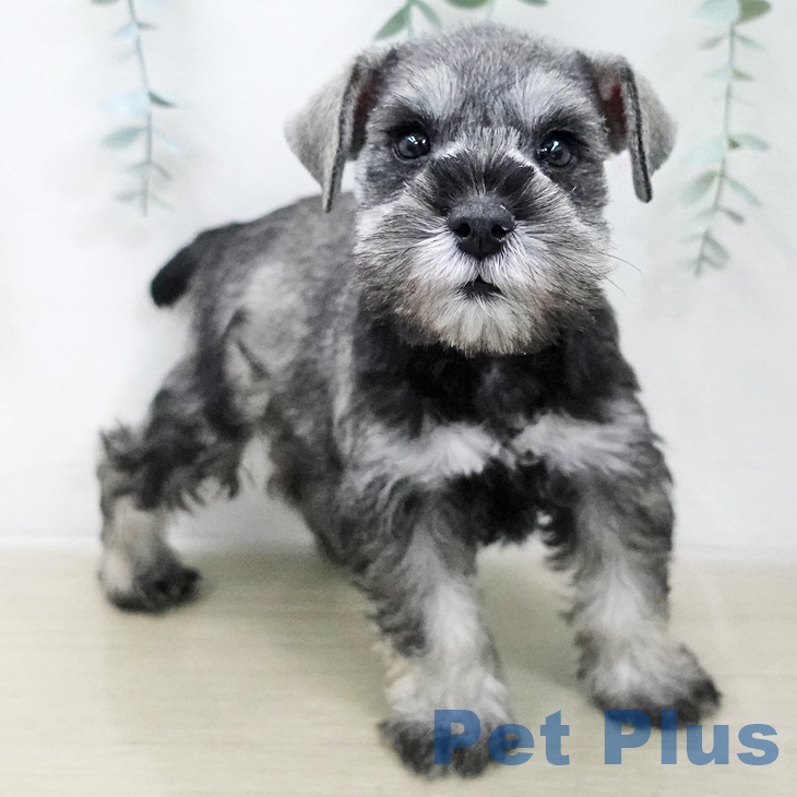 宮城県のミニチュアシュナウザー (ペットプラス 名取店/2025年11月12日生まれ/男の子/ソルトペッパー)の子犬の2枚目の画像