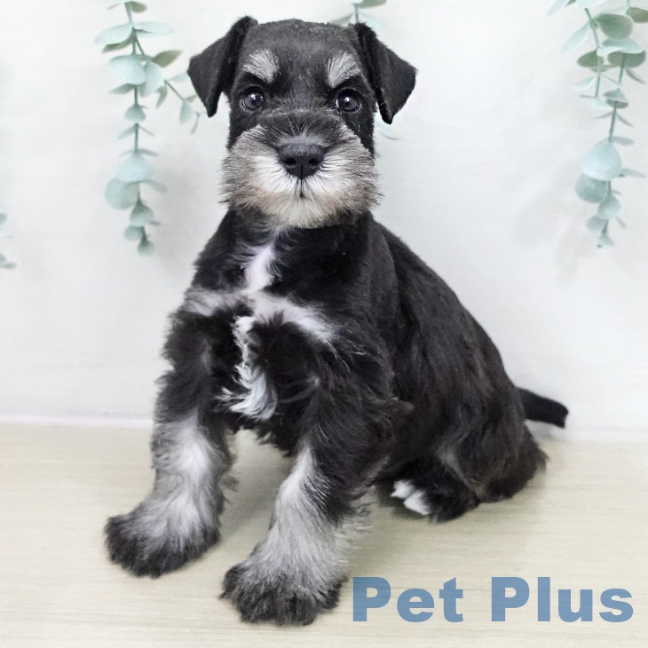 埼玉県のミニチュアシュナウザー (ペットプラス コクーンシティ店/2025年11月18日生まれ/男の子/ブラックシルバー)の子犬の1枚目の画像