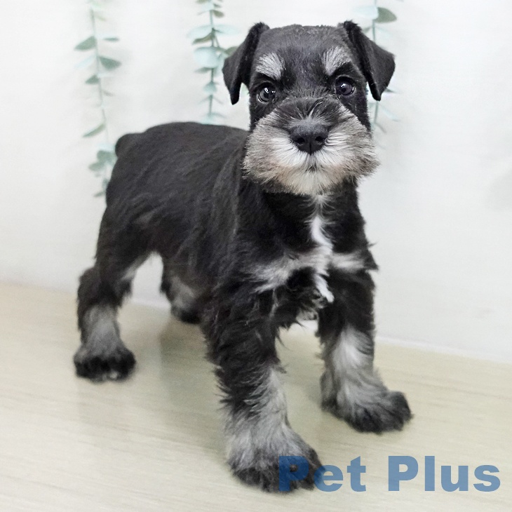 埼玉県のミニチュアシュナウザー (ペットプラス コクーンシティ店/2025年11月18日生まれ/男の子/ブラックシルバー)の子犬の2枚目の画像