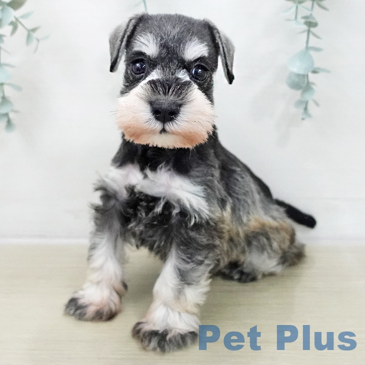 千葉県のミニチュアシュナウザー (ペットプラス 幕張新都心店/2025年11月18日生まれ/女の子/ソルトペッパー)の子犬の1枚目の画像