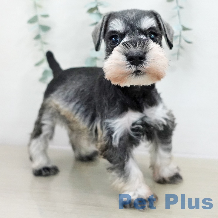 千葉県のミニチュアシュナウザー (ペットプラス 幕張新都心店/2025年11月18日生まれ/女の子/ソルトペッパー)の子犬の2枚目の画像