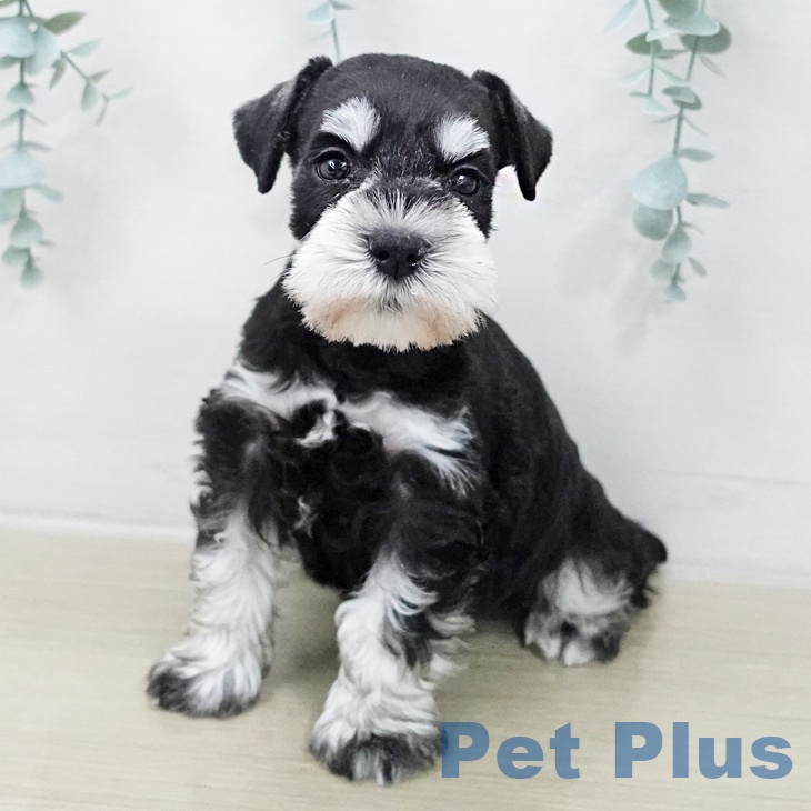 東京都のミニチュアシュナウザー (ペットプラス アクアシティお台場店/2025年11月18日生まれ/女の子/ブラックシルバー)の子犬の2枚目の画像