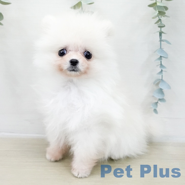 東京都のポメラニアン (ペットプラス むさし村山店/2025年11月1日生まれ/男の子/ホワイトクリーム)の子犬の1枚目の画像