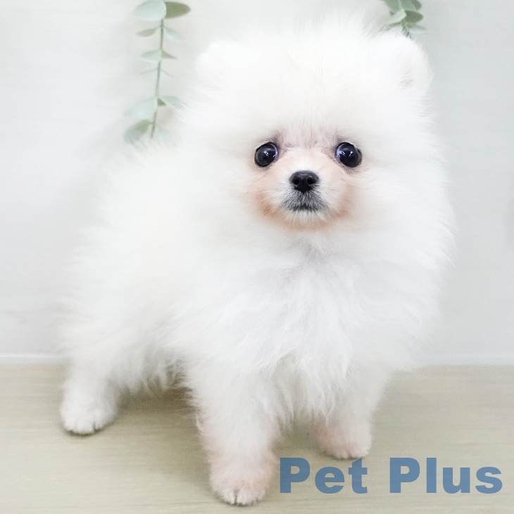 東京都のポメラニアン (ペットプラス むさし村山店/2025年11月1日生まれ/男の子/ホワイトクリーム)の子犬の2枚目の画像